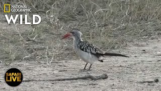Safari Live - Day 343 | Nat Geo Wild screenshot 3