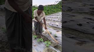 Hard work in the fields grows the future #FarmerLife #VillageVibes #OrganicFarming #FarmWork #Nat