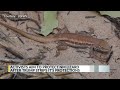 Environmental activists appeal decision to remove Sagebrush lizard from endangered list