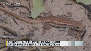 Environmental activists appeal decision to remove Sagebrush lizard from endangered list