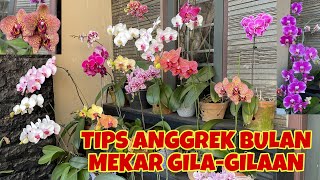 TIPS ANGGREK BULAN BERBUNGA SEREMPAK, RAME, DAN RIMBUN