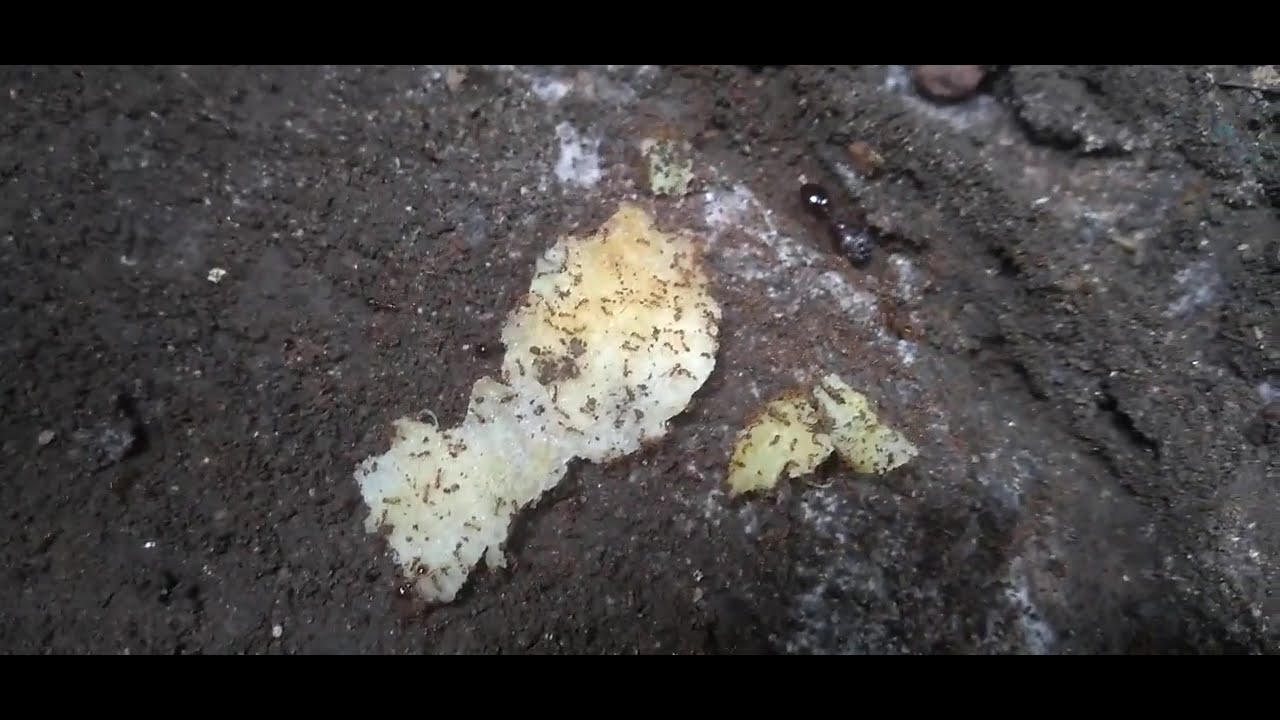 A colony of fire ants emerges from its nest to get a TIMUS (thymus)