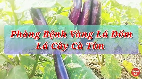 kỹ thuật trồng cà tím | trị vàng lá đốm lá cây cà tím
