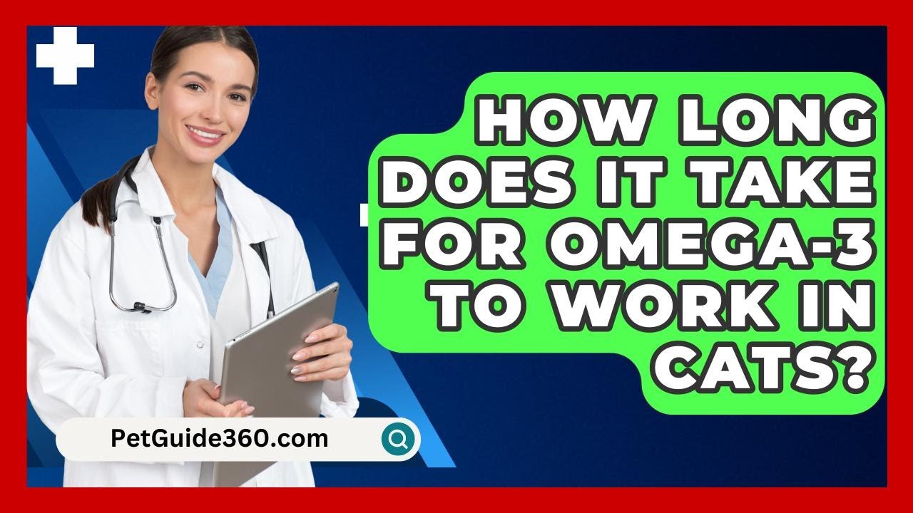How Long Does It Take For Omega-3 To Work In Cats? - PetGuide360.com