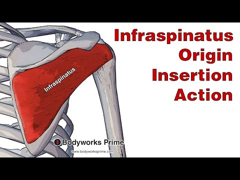 Infraspinatus Anatomy: Origin, Insertion & Action