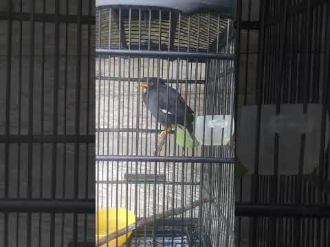 burung jalak sakti bs menirukan suara ayam..😁 