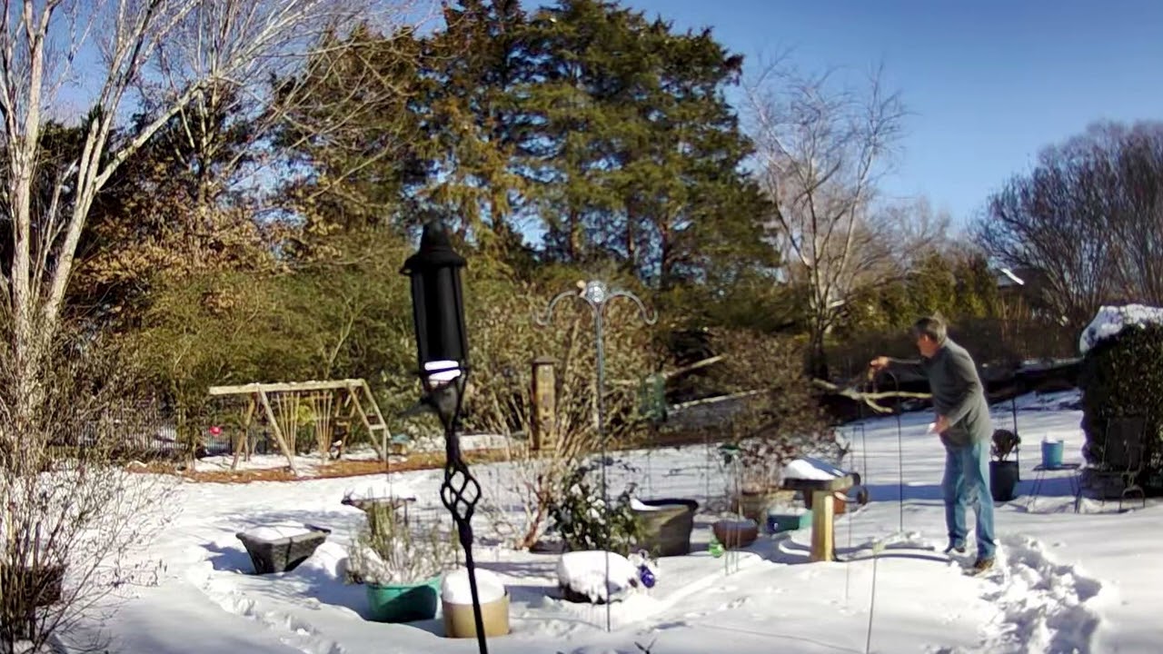 Red Shouldered Hawk:  snow no problem, they still want their treats!  