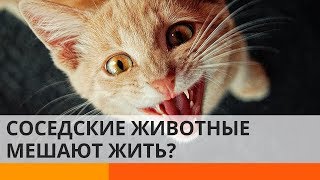 Что делать, если соседские животные мешают спокойно жить Что делать, если соседские животные мешают спокойно жить