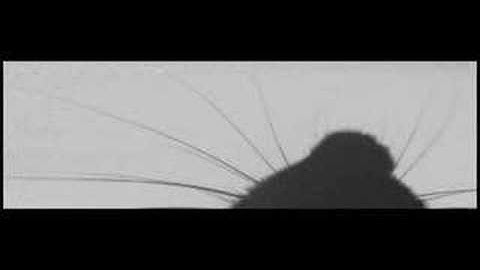 MIT researchers catch rats