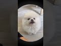 Am I a flower?