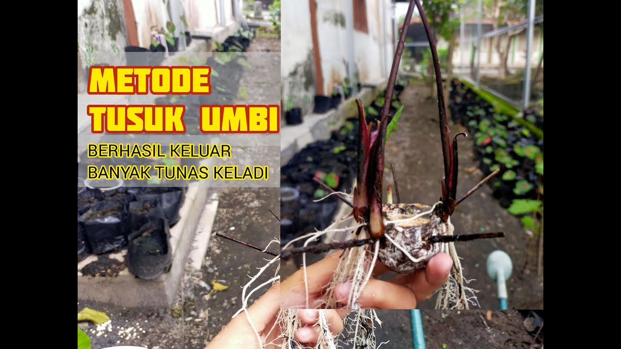 METODE TUSUK LIDI MENGHASILKAN BANYAK TUNAS KELADI DARI SATU UMBI