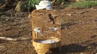 Suara kicau burung kacer pikat