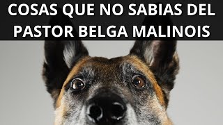 Cosas Que No Sabias De Los Perros Pastor Belga Malinois by Pastor Alemán Y Amigos 23,748 views 1 year ago 14 minutes, 27 seconds
