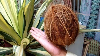 Finding Ground Water Using Coconut