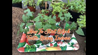 How To Start Black Turtle Beans Indoors