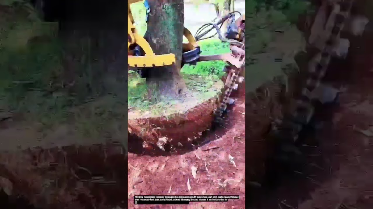 "Tree Transplanter Machine | Amazing Tree Moving Equipment"