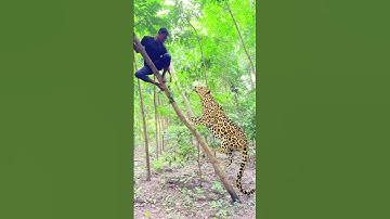 A leopard attacks a Boy on tree in village #7 #vfx #shorts #leopard #wildlife #videos #tiger