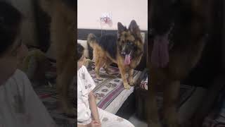 sky and oscar #doglive#doglove#dogshorts#germanshepherd#labrador#love#cutiepies#enjoyment#dogvideos
