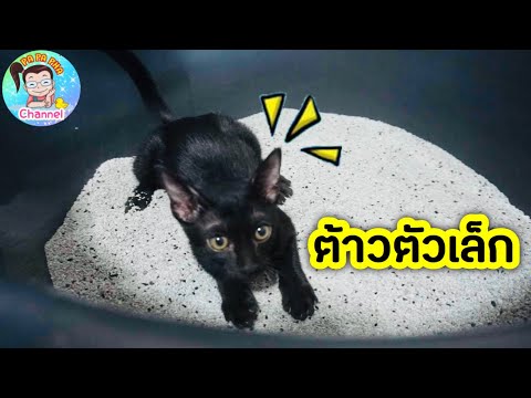 เทคนิค ดูแลทรายแมว ให้บ้านไม่เหม็น 😱