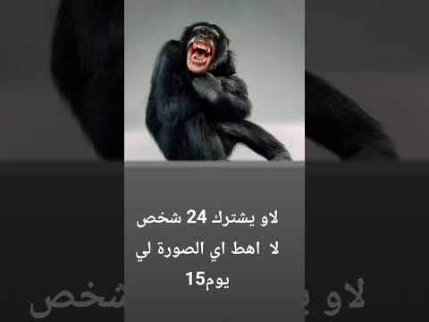 اهلي ليلي اهلي لاس