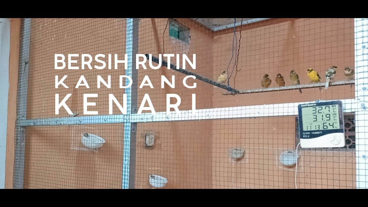 BERSIH BERSIH AVIARY (KANDANG UMBARAN KENARI)