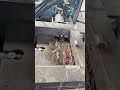 Scrap metal baling machine #shorts #youtubeshorts #shortsvideo #machine #useful #henan #metalbaler
