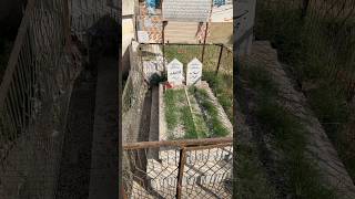 Ghazala Javed Singer And Actress Grave