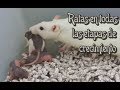 RATAS - Las crías de las ratas (2a parte)