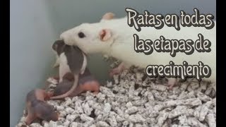 RATS: How to take care of baby rats? (part 2)