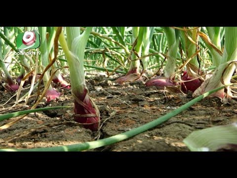 মেহেরপুরে  উচ্চ ফলনশীল জাতের সুখসাগর পেঁয়াজের চাষ | Maherpur Onion Cultivation | Top Bangla News