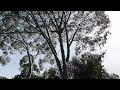 Tree Pruning 2
