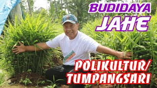 Pola Tanam Jahe Polikultur atau Tumpangsari