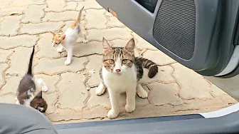 It is looking at every car that passes by, Hoping one is its owner's, But things don't go as planned