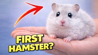 Hamster as Pet – Beginner’s Care Guide for a Pet Hamster