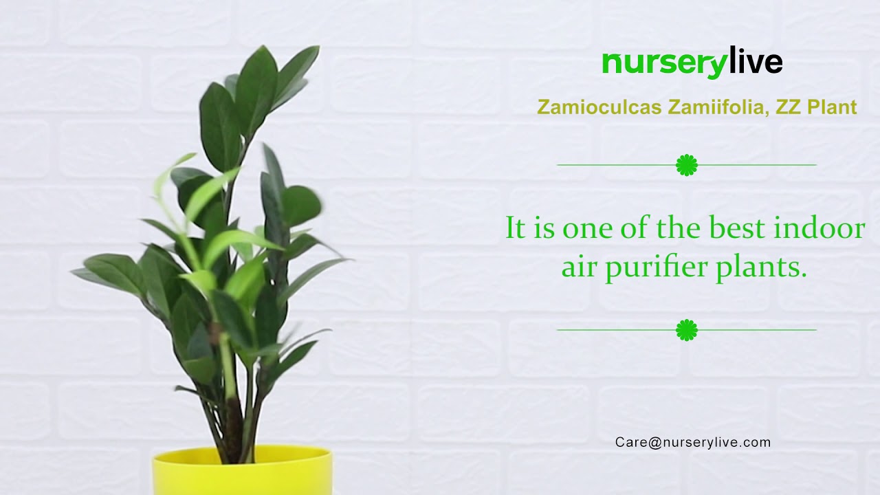 ZZ Plant - How to plant and care Zamioculcas Zamiifolia plants