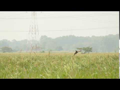 P1060101 Eastern Marsh Harrier (Circus spilonotus)