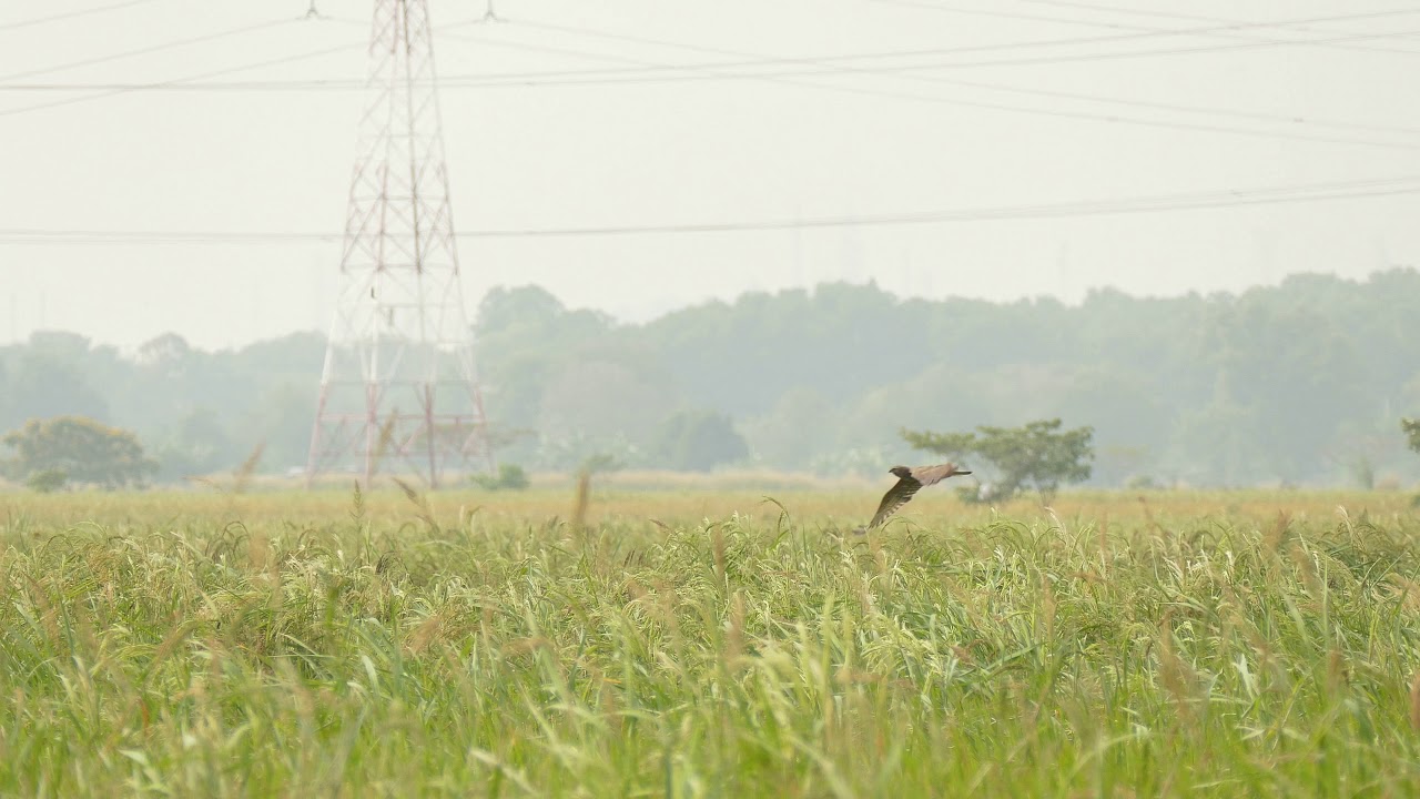 P1060101 Eastern Marsh Harrier circus spilonotus 