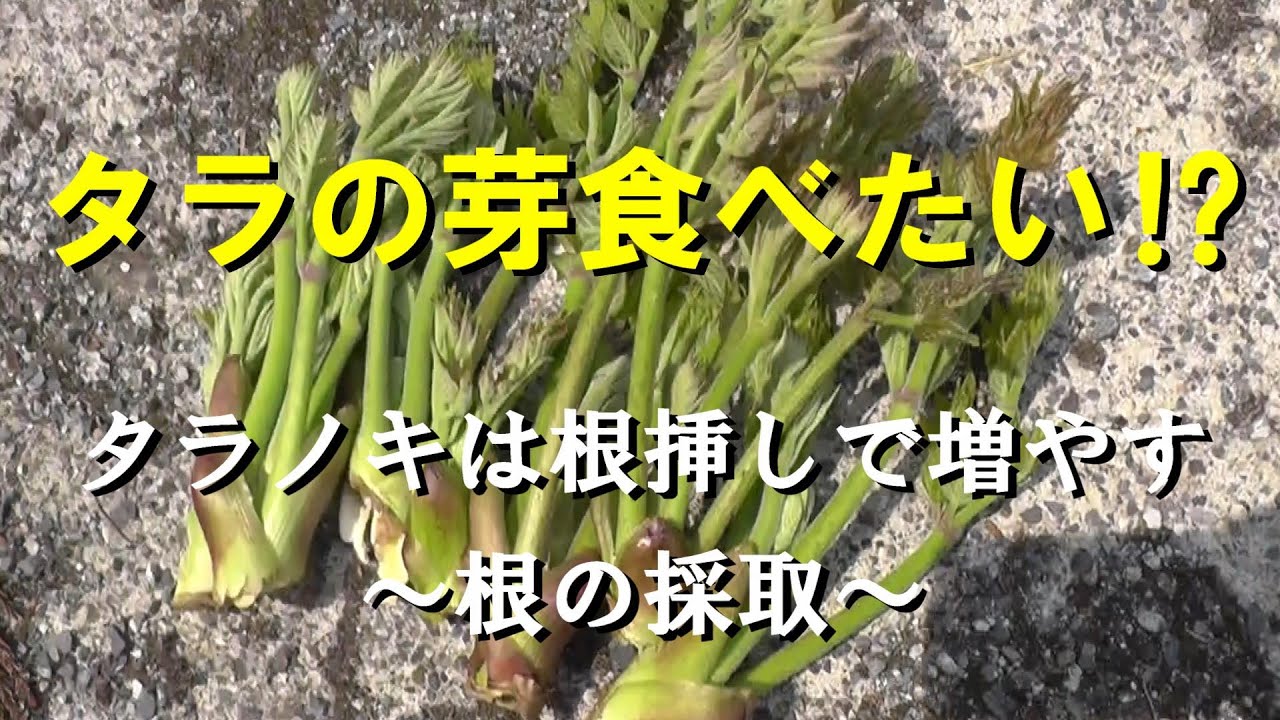 タラの芽 タラノキを根挿しで増やす 根っこの採取 栽培 Youtube