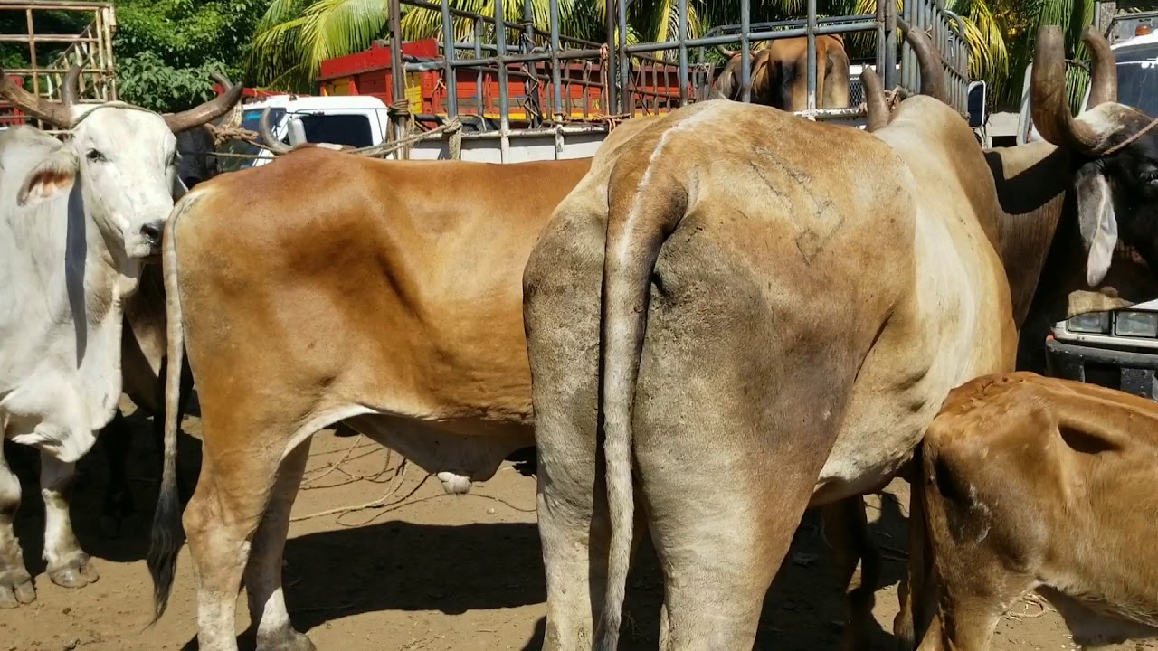 Vendiendo ganado en El Transito San Miguel El Salvador On YouTube
