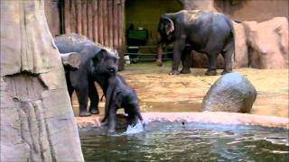 Olifant Faya voor het eerst in bad in Diergaarde Blijdorp -Baby elephant's 1st bath in Rotterdam Zoo