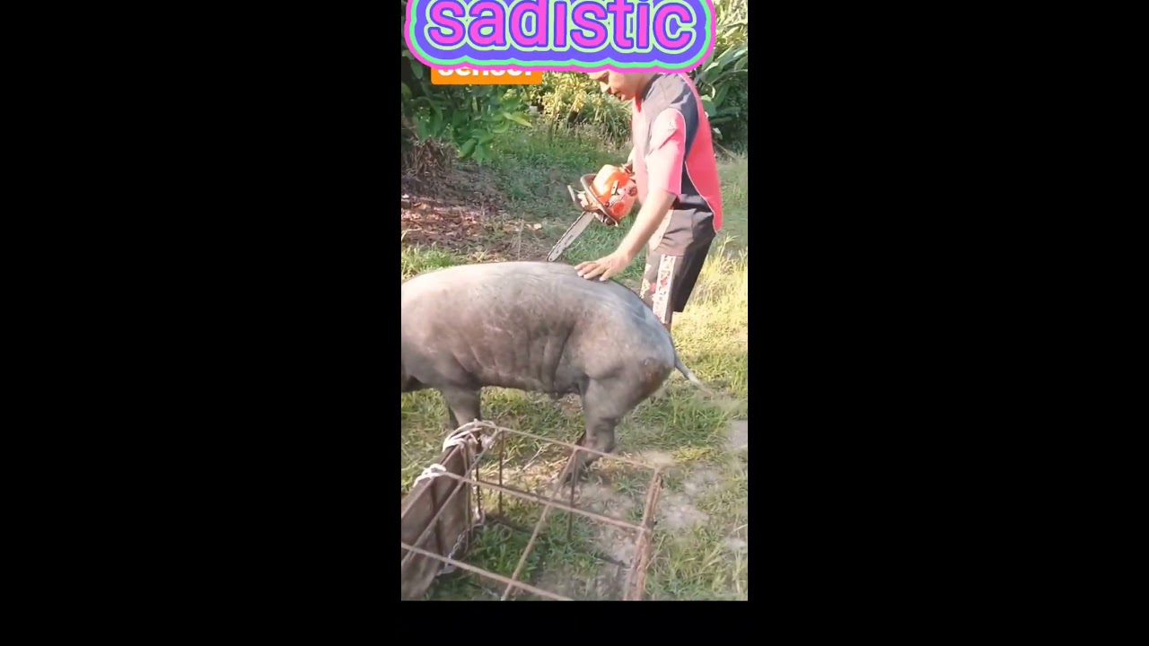 Pig Slaughter