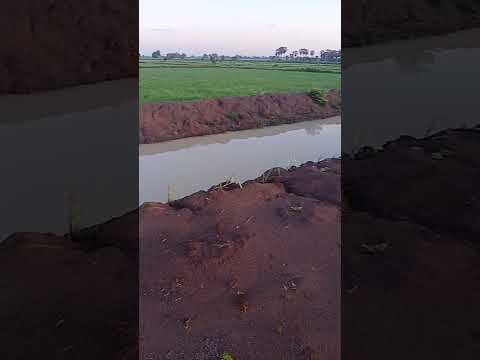 ទេសភាពចំការដូងពេលព្រឹក