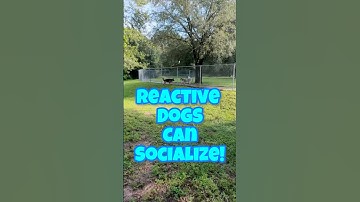 Safely Socializing a Reactive German Shepherd Around Other Dogs