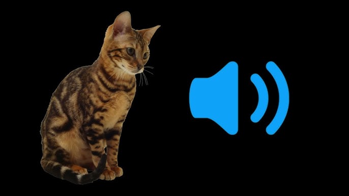 Angry Cat by koriiiiiiiiiiiiii Sound Effect - Meme Button - Tuna