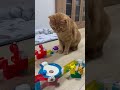 The Cat Strikes Again! 😼💥 Pokémon Marble Run Disaster! #asmr #cat #marblerun #pokemon #funny