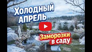 Неожиданные морозы: Как выжить саду в холодный апрель