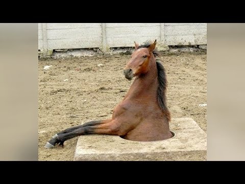 HILARIOUS ANIMALS 2019 - You'll PEE YOUR PANTS from LAUGHING TOO HARD!