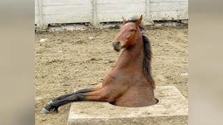 HILARIOUS ANIMALS 2019 - You'll PEE YOUR PANTS from LAUGHING TOO HARD!