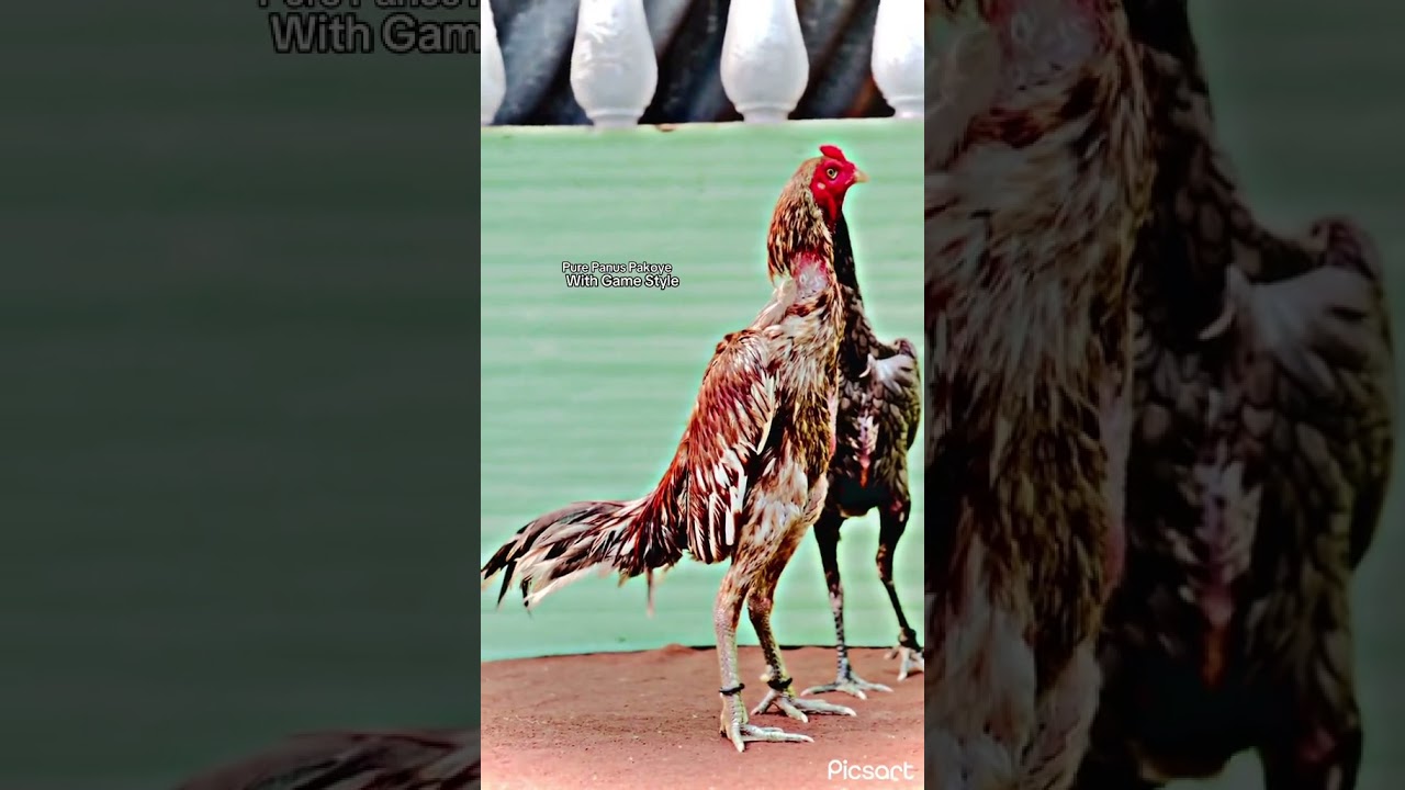 Panus pakoye 😍💯 