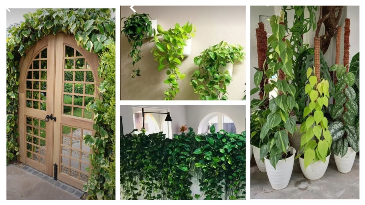 Money Plant Decoration Ideas Best Indoor Money Plant Hanging Ideas money-plant-decoration-ideas-best-indoor-money-plant-hanging-ideas